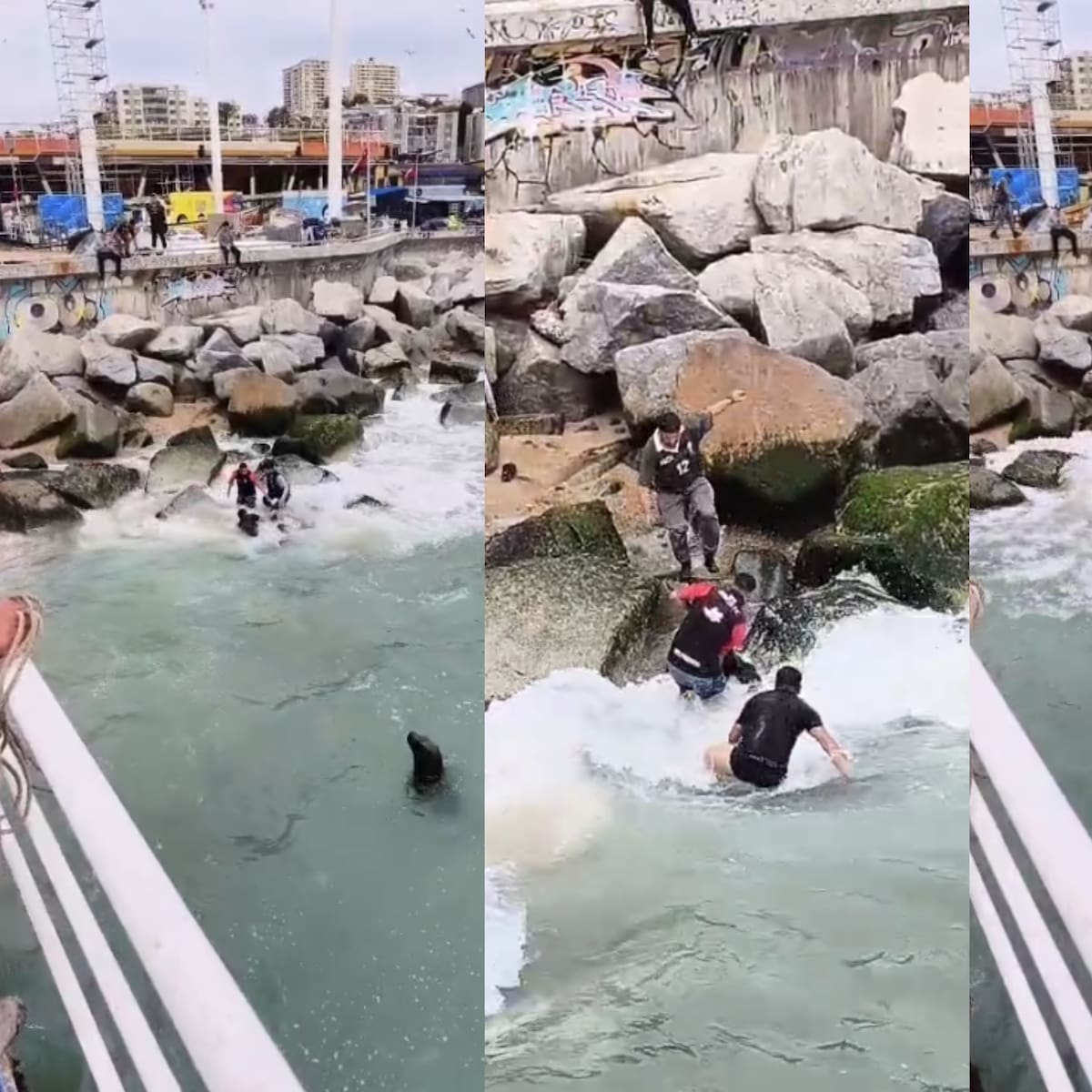 Mujer muere tras caer al mar en Caleta Portales de Valparaíso: investigan presunto ataque de lobo marino