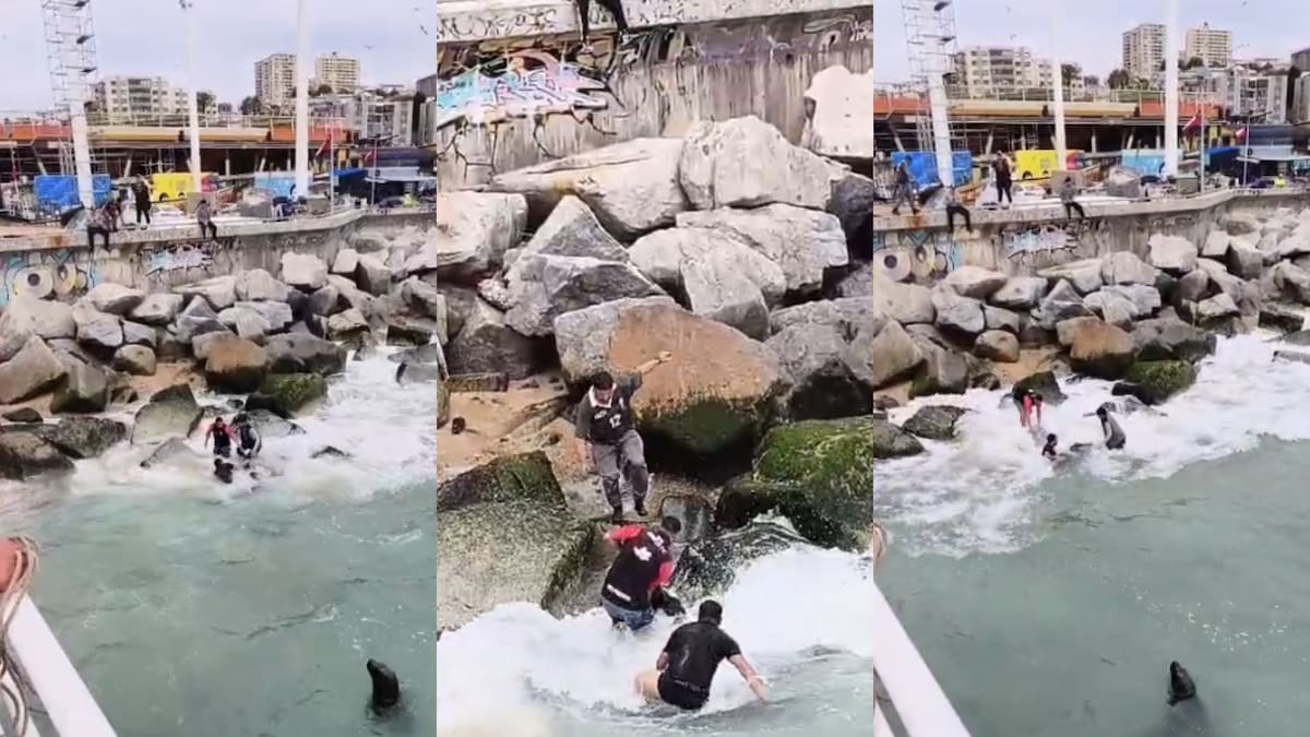 Mujer muere tras caer al mar en Caleta Portales de Valparaíso: investigan presunto ataque de lobo marino