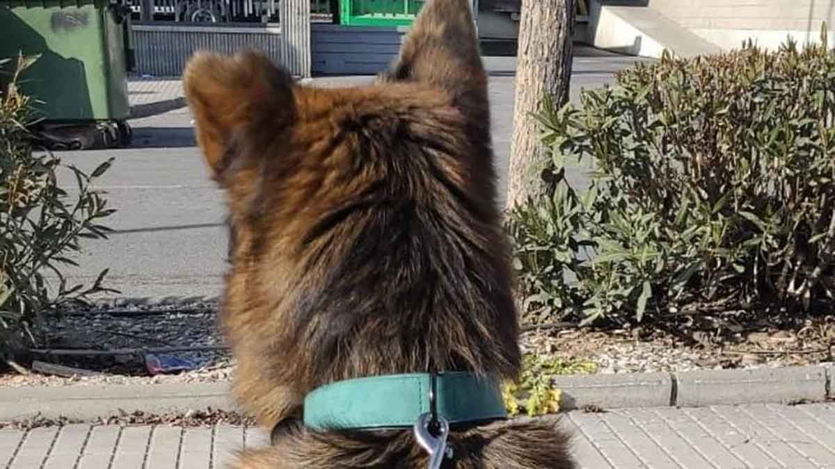 Reencuentro de un perro viral