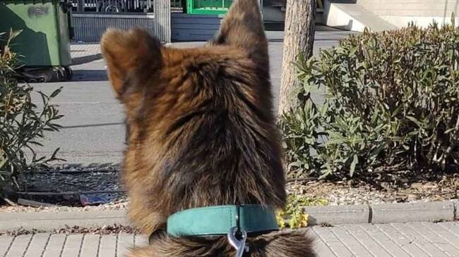 Reencuentro de un perro viral