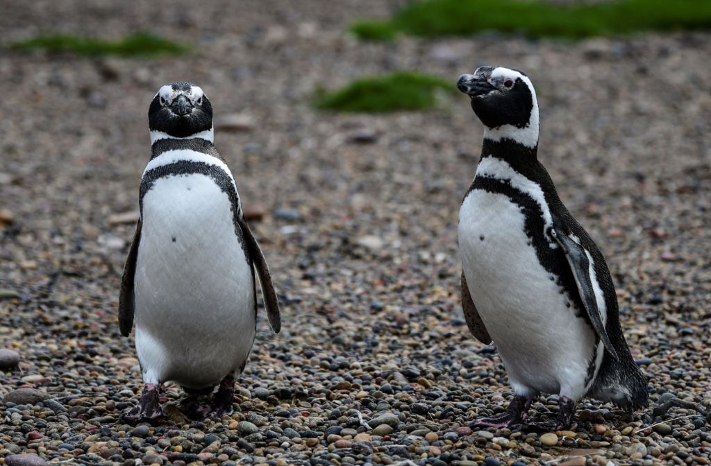 Pingüinos caminan por la reserva Punta Tombo de la provincia de Chubut