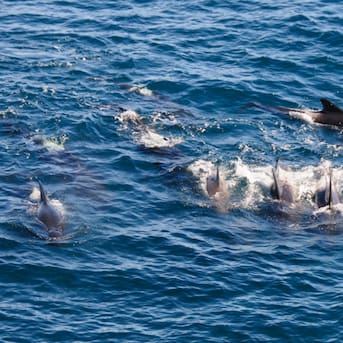 Registran el momento en que una orca devora a un tiburón blanco en menos de dos minutos: científicos expresaron su preocupación