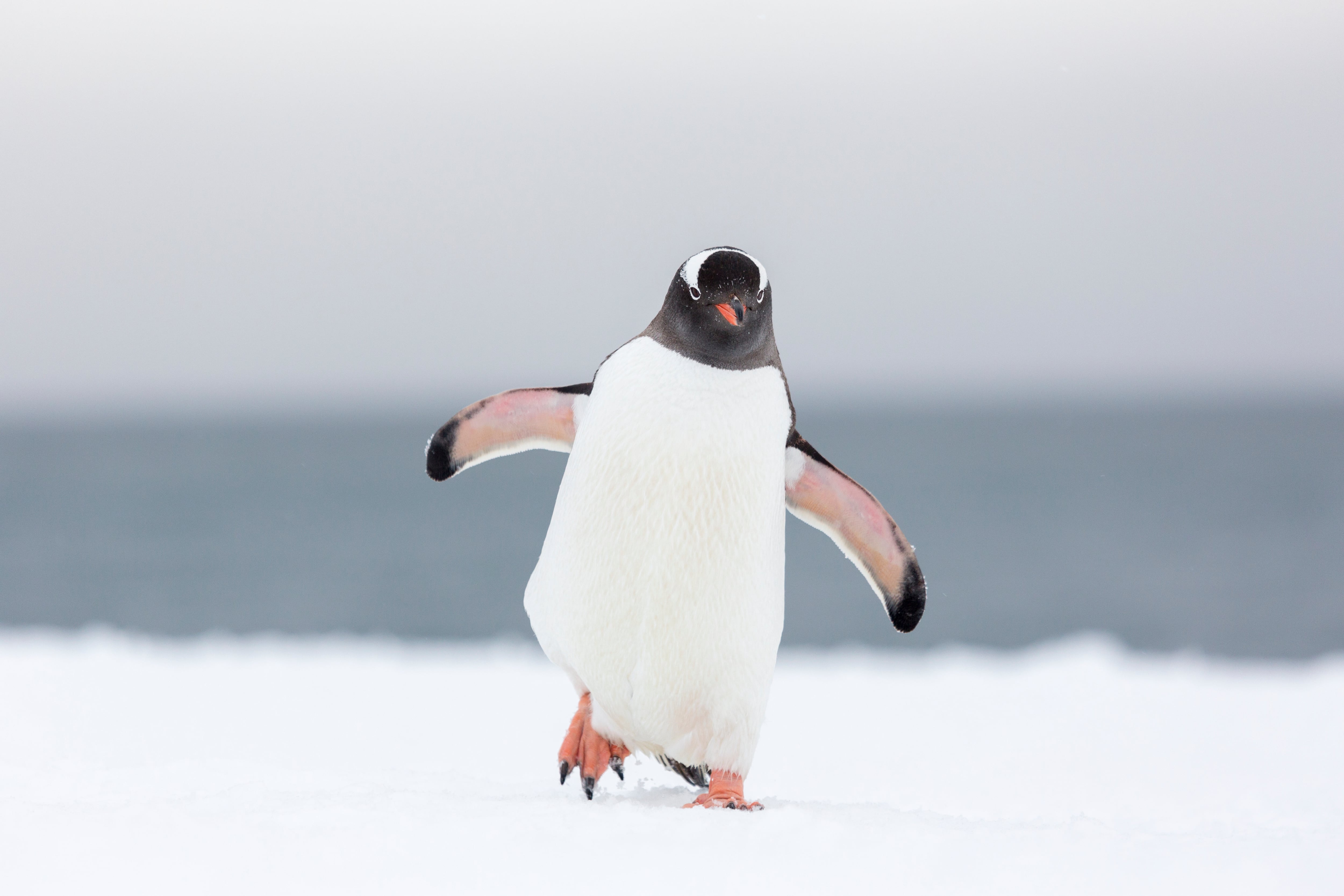Pingüinos