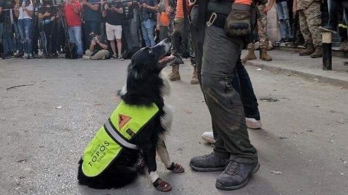Perro rescatista de Topos Chile