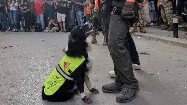 Perro rescatista de Topos Chile