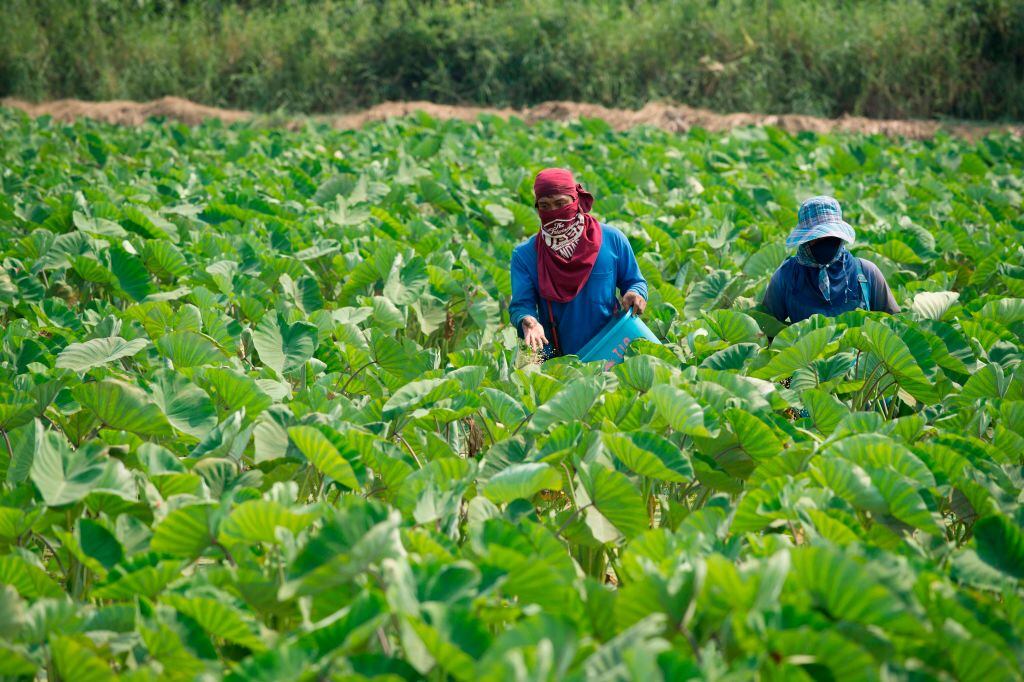 Trabajadores de la agricultura cosechan en un campo en Tailandia