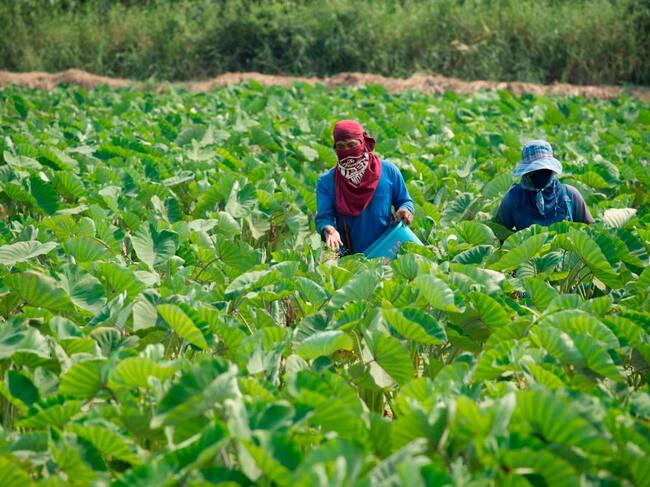 Trabajadores de la agricultura cosechan en un campo en Tailandia