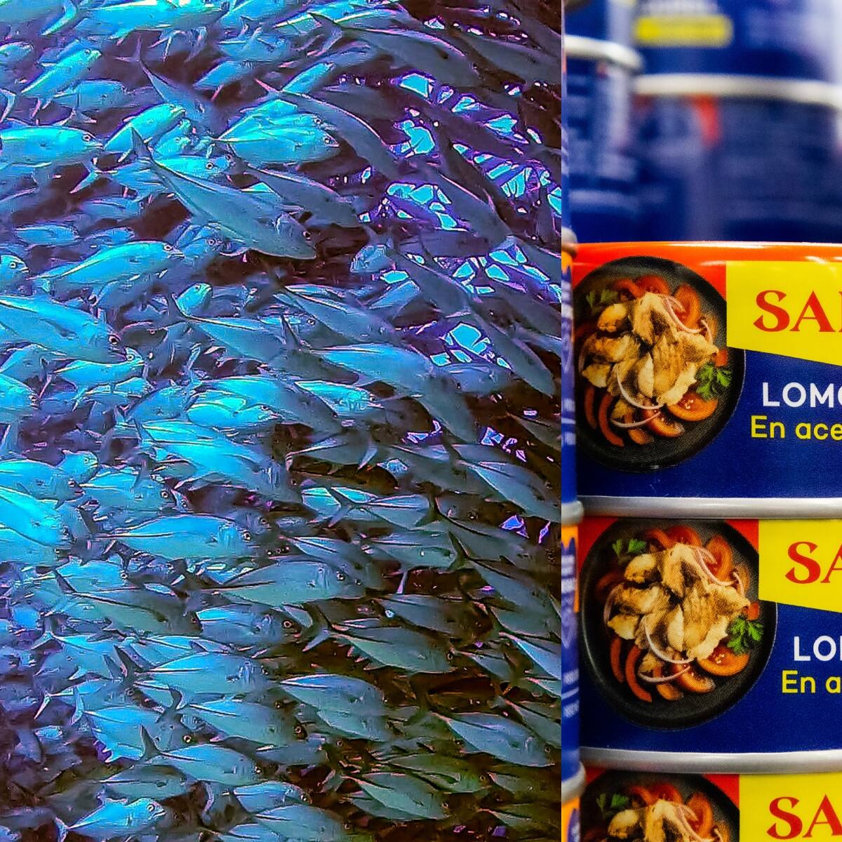 Escasez de jurel en Chile: Sernapesca activa protocolo especial y expertos recomiendan qué alimentos pueden reemplazarlo
