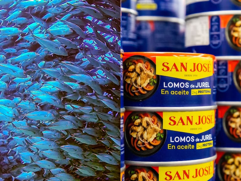 Escasez de jurel en Chile: Sernapesca activa protocolo especial y expertos recomiendan qué alimentos pueden reemplazarlo