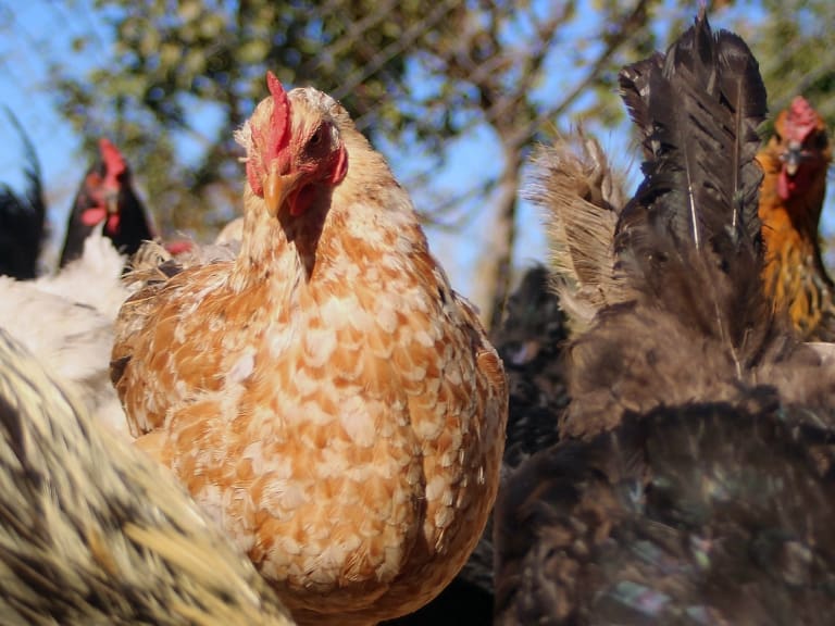 Chilehuevos pide medidas al gobierno para enfrentar el impacto de la influenza aviar