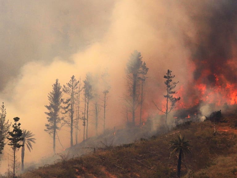 Valparaíso: decretan Alerta Roja por incendio forestal que amenaza a viviendas