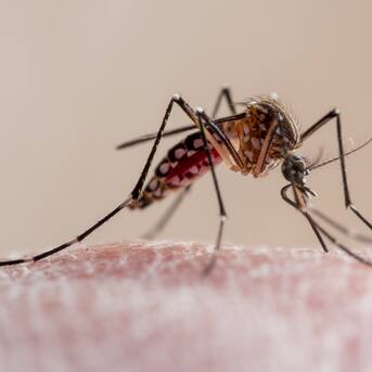 Así luce el mosquito que transmite el dengue en Chile