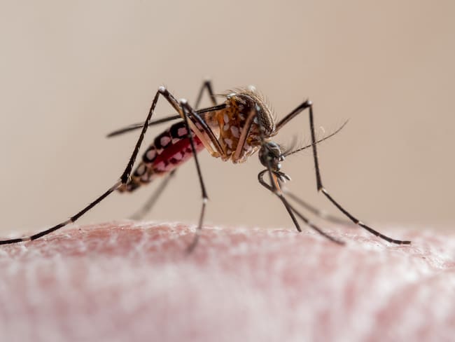 Así luce el mosquito que transmite el dengue en Chile