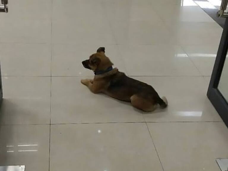 «Nunca lo dejó»: Perrito lleva tres meses esperando a su dueño en el hospital y él murió de Covid-19