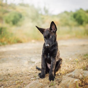 Diputados rechazan proyecto de ley que permitía la caza de “perros asilvestrados”
