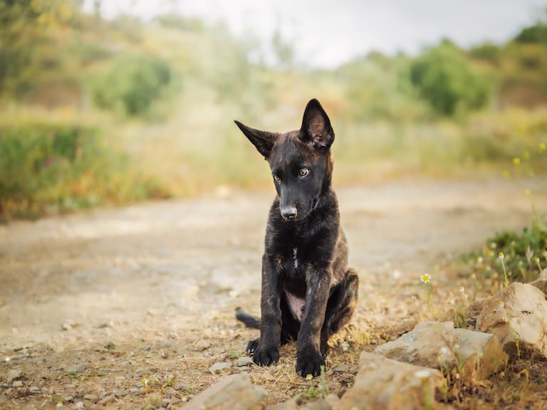 Diputados rechazan proyecto de ley que permitía la caza de “perros asilvestrados”