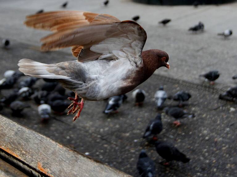 06 de Julio de 2012/ SANTIAGO
La paloma,Esta especie no tiene un patron de colores definidos,como es caracteristico de las aves,sus colores son en general ,variaciones de grises en distintas combinaciones con plumas iridiscentes a los lados del cuello,mas vistosas en los machos,su habitat es en ciudades y pueblos.
FOTO:JOSE CARVAJAL/AGENCIAUNO