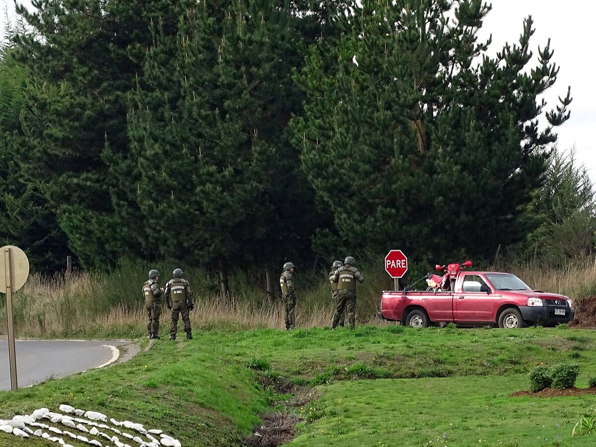 Tirúa: Desconocidos robaron cerca de 70 animales de ganado y se enfrentaron a Carabineros con armas de grueso calibre