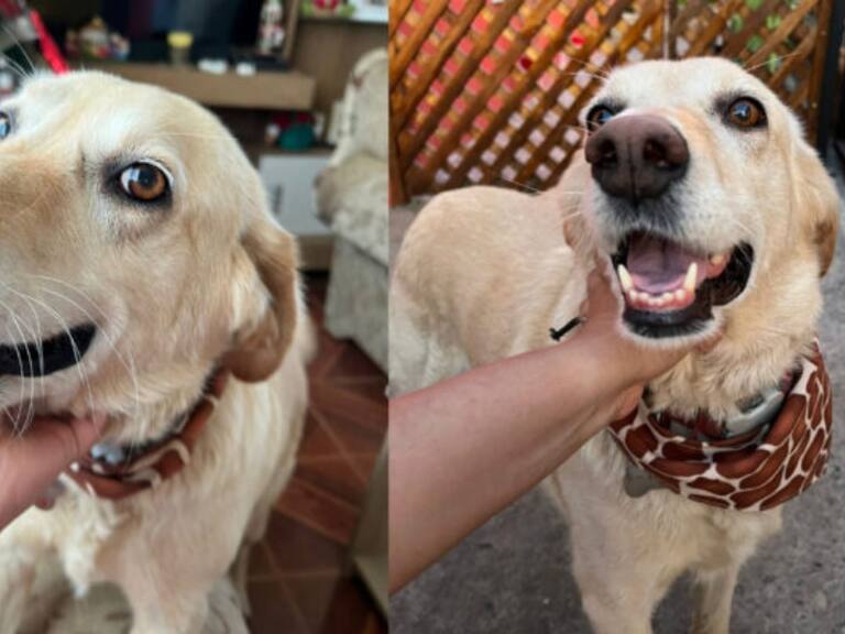 Ofrecen recompensa: buscan a perrita que escapó por los fuegos artificiales ilegales de Año Nuevo en Florida