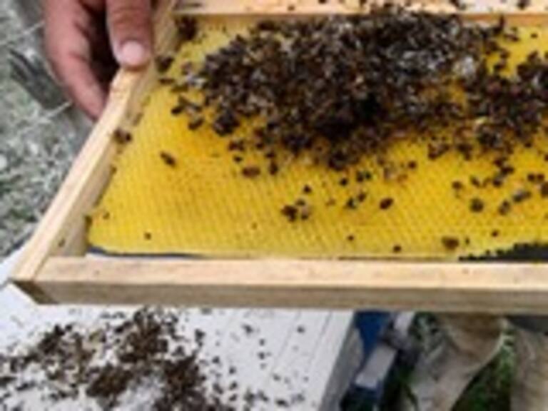 Campaña pide plantar flores y sembrar con semillas orgánicas para ayudar a las abejas