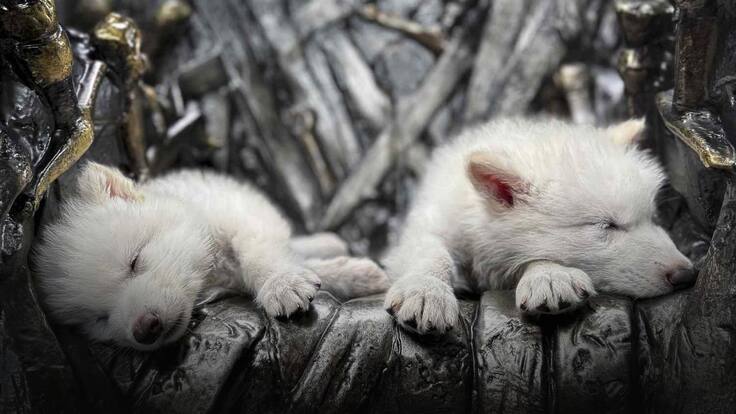 ¿La desextinción ya es una realidad?: Nacen los nuevos “lobos huargos”, extintos hace 13 mil años