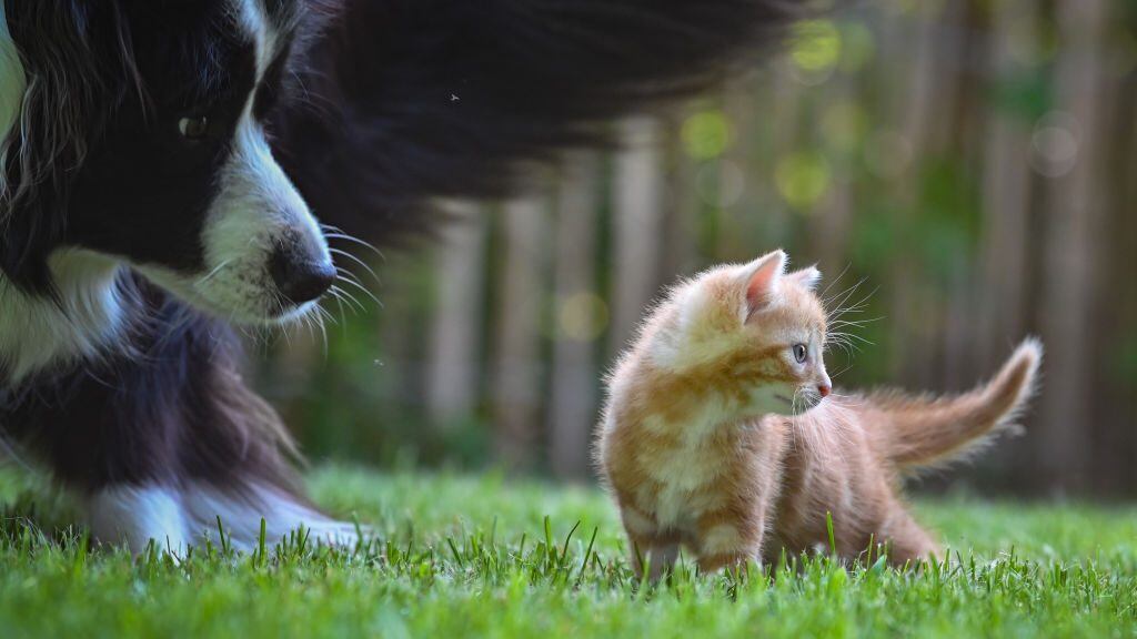 "Vota por los animales": sitio web informa sobre qué presidenciables incorporan propuestas sobre animales