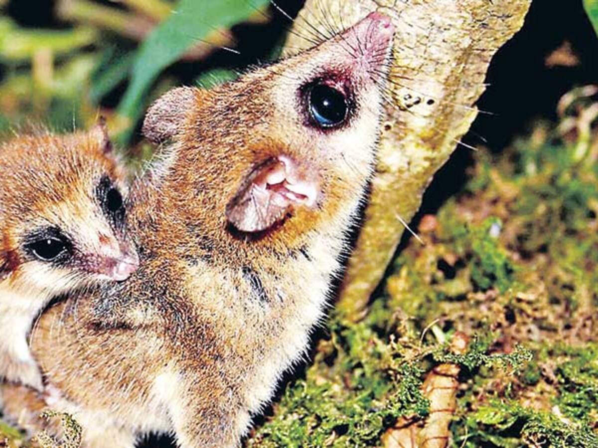 Investigación chilena analiza cómo el cambio climático podría afectar la hibernación del monito del monte