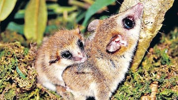 Investigación chilena analiza cómo el cambio climático podría afectar la hibernación del monito del monte