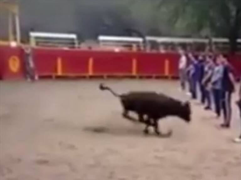 Profesor español hizo un experimento para demostrar que los toros no atacan al humano