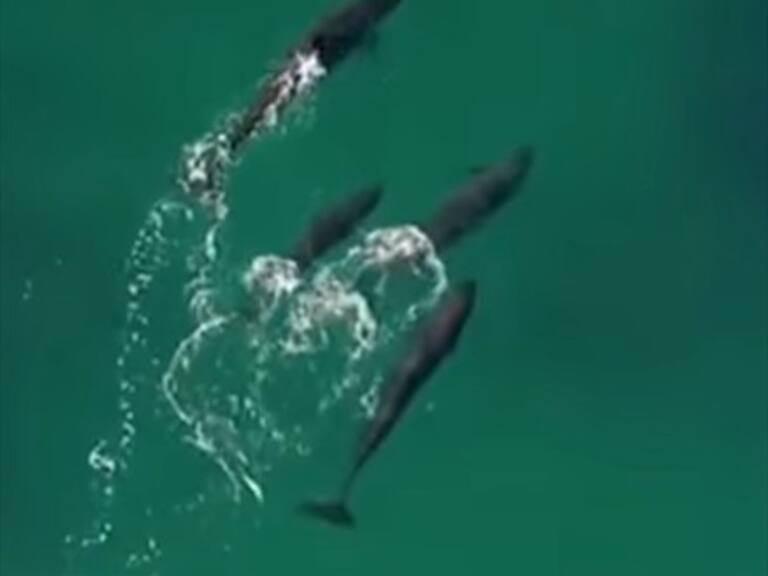 Dron grabó un grupo de orcas cazando un tiburón