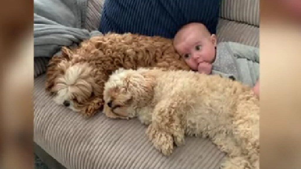 Perros y bebé en video viral