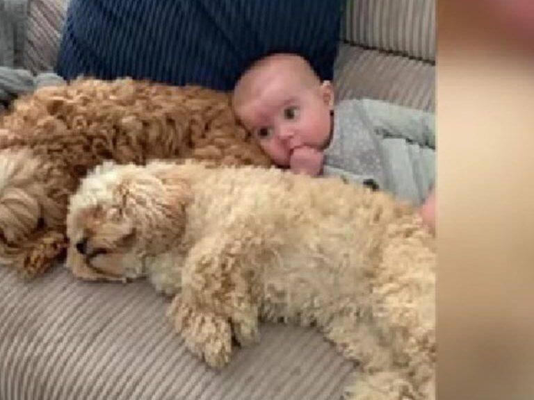 Video: dos perros y una bebé son los mejores amigos en YouTube