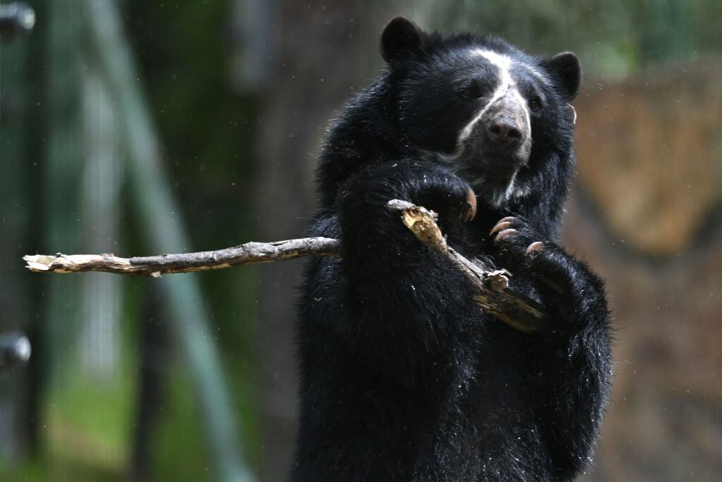 Oso andino