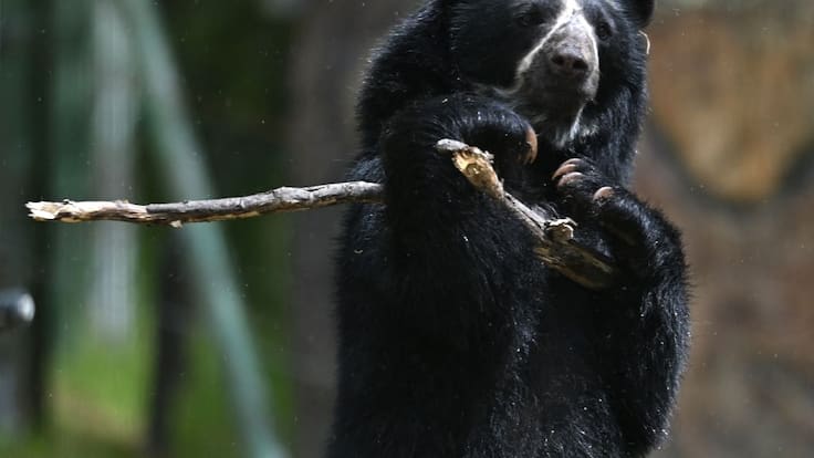 Este es el único oso que habita Sudamérica: se le considera mediados entre el mundo de los vivos y los muertos