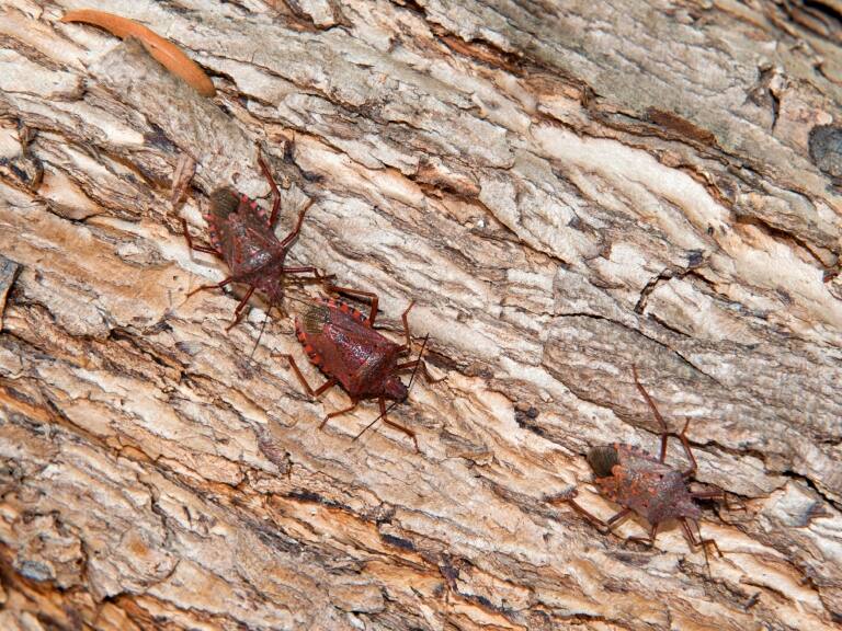 Municipio de Las Condes alerta aumento del «chinche del arce» y piden que SAG se pronuncie