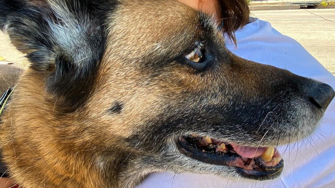 Tonka Tomicic despide a "Gaviota" en sus redes sociales