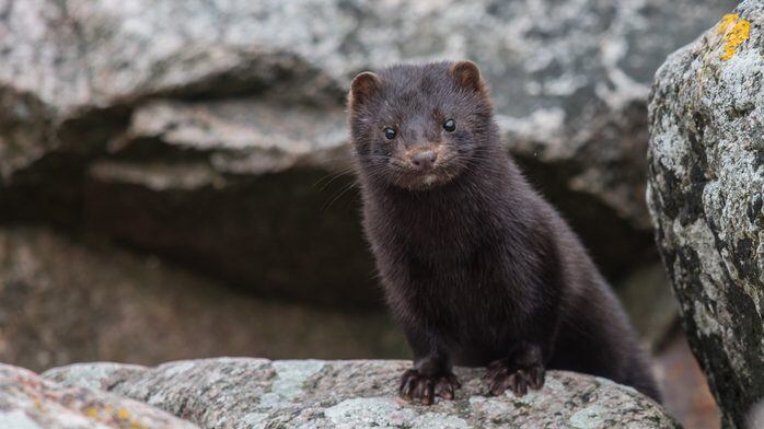 Mink on the racks on the Danish Island Bornholm