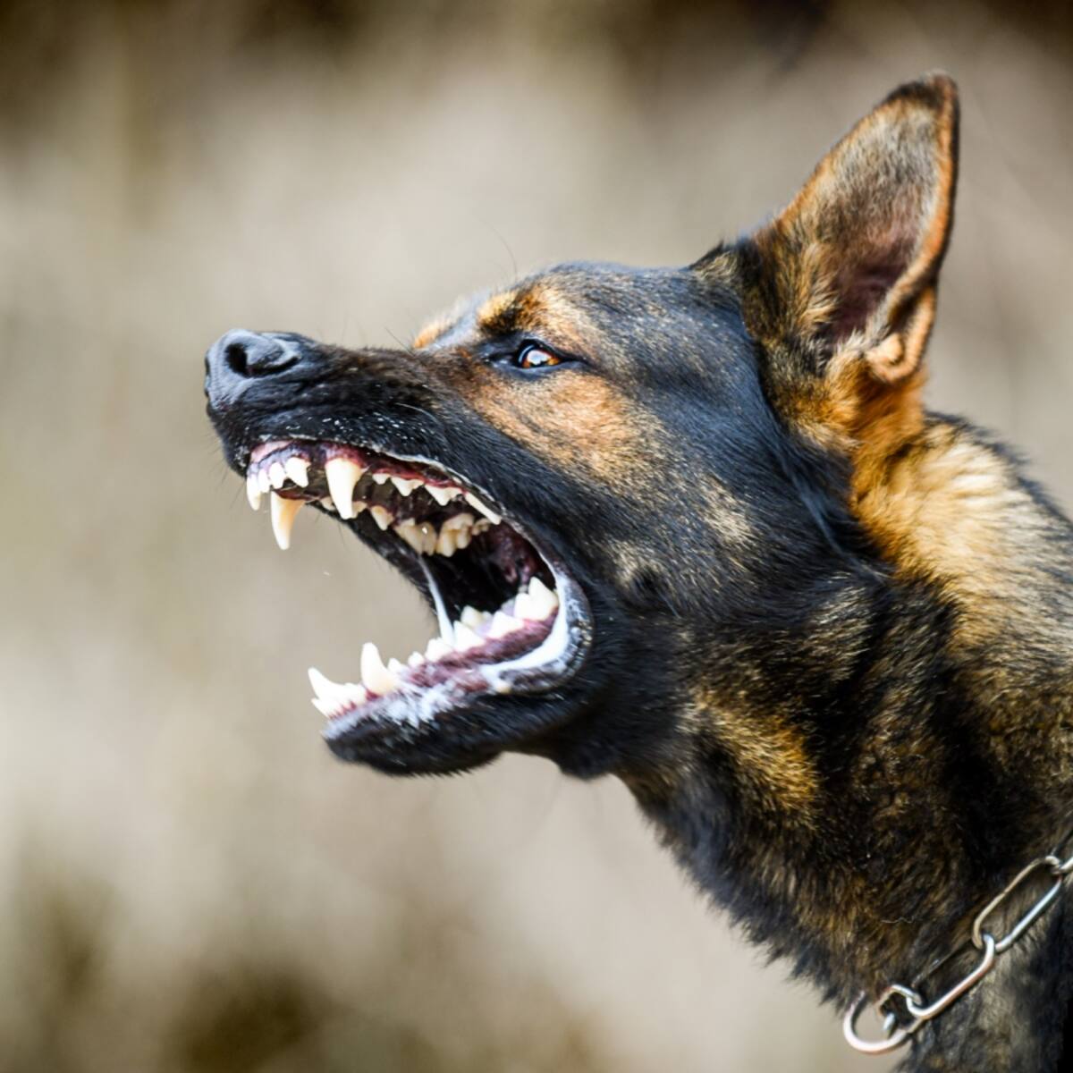 Niño queda en riesgo vital tras ataque de jauría de perros en Molina