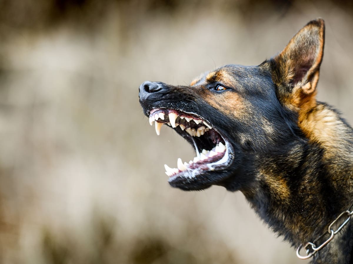 Niño queda en riesgo vital tras ataque de jauría de perros en Molina