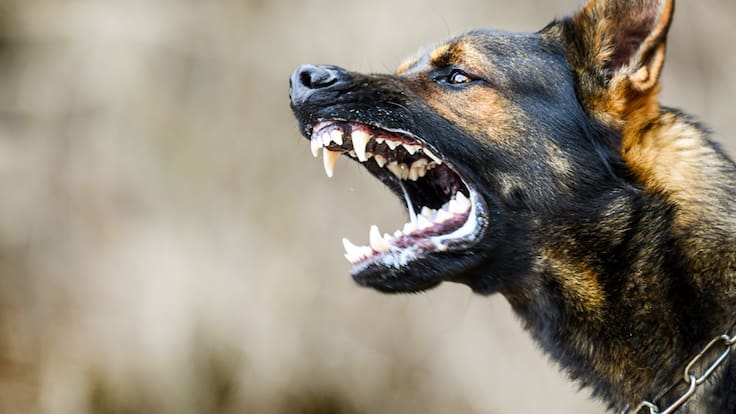 Niño queda en riesgo vital tras ataque de jauría de perros en Molina