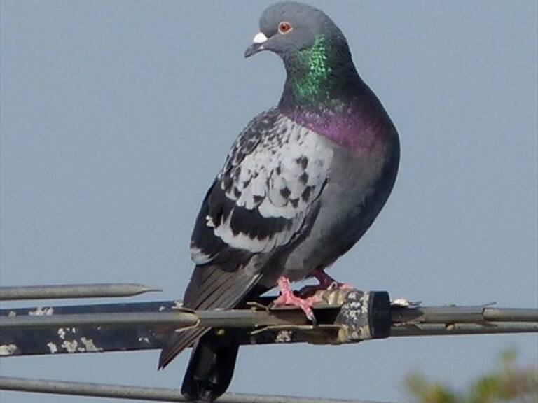 Paloma se cruza frente a un cañón en el momento equivocado y explota