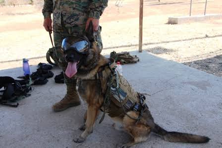 brigada caninos ejercito - REFERENCIAL