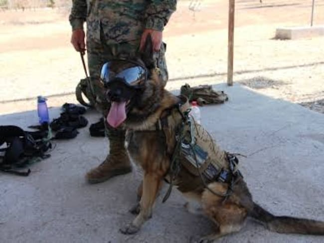 brigada caninos ejercito - REFERENCIAL