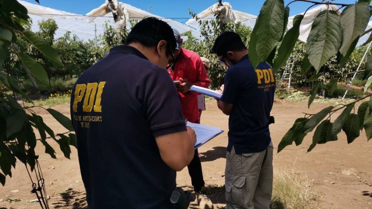 Los Lagos: PDI encuentra a 11 extranjeros en situación irregular trabajando en faena agrícola tras fiscalización