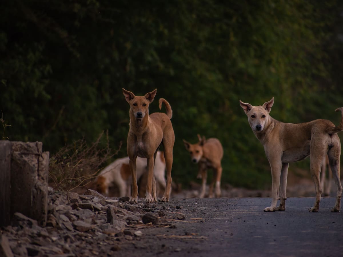 “Resguardar a otros animales” vs. “una brutalidad”: proyecto sobre perros asilvestrados divide al Congreso