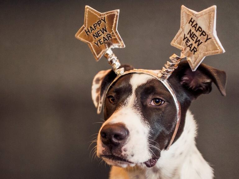 ¿Cómo cuidar a las mascotas de los ruidos extremos de Año Nuevo y del calor?