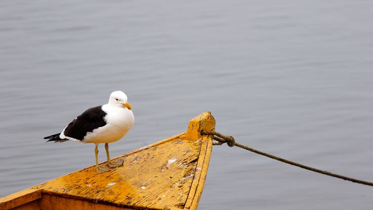 SMA ordena medidas a Pesquera Cataluña en Ancud por afectación a fauna silvestre