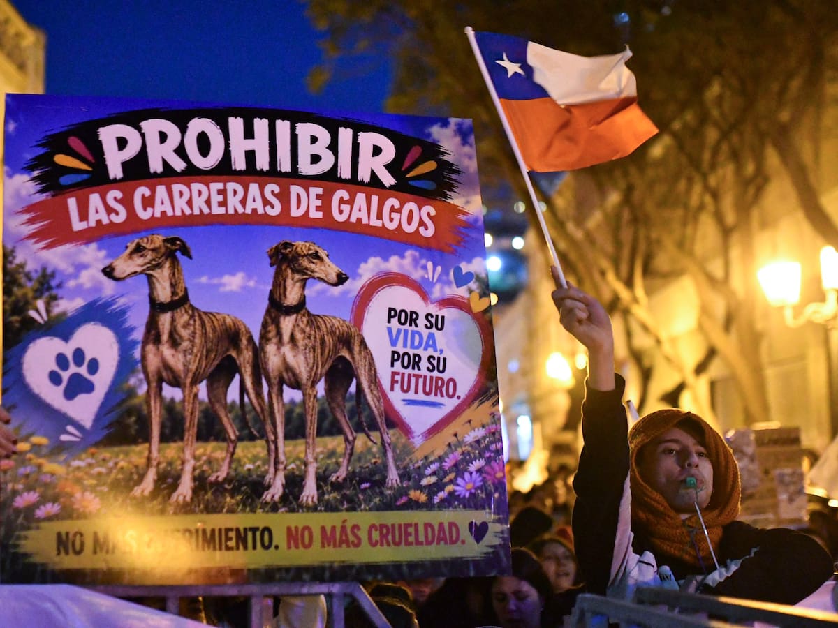 “No es ley”: aclaran qué falta para prohibir las carreras de galgos tras aprobación en el Congreso