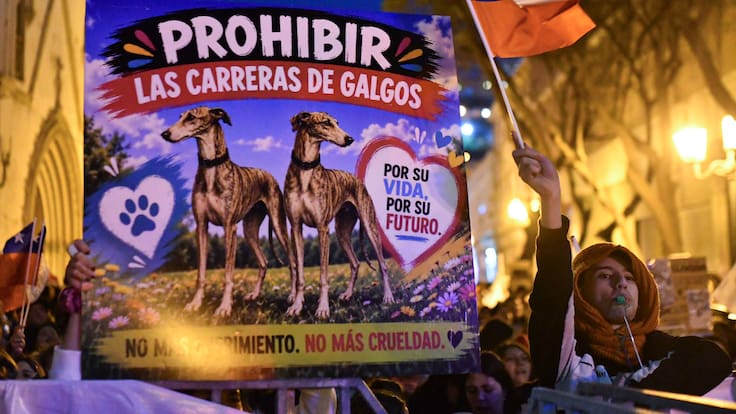 “No es ley”: aclaran qué falta para prohibir las carreras de galgos tras aprobación en el Congreso
