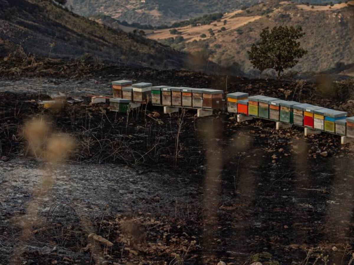Incendios forestales: cifran en casi 39 mil las colmenas de abejas quemadas